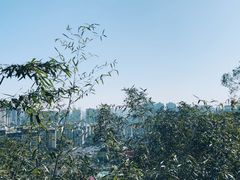 -金鸡山公园