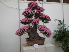 花展-西安世博园