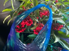 -龙大花卉苗木市场