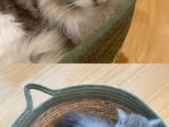 -猫にゃん · 猫的隐藏屋猫咖(麦地旗舰店)