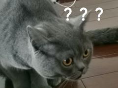 -Catmate·猫肥家润(金润铂宫店)
