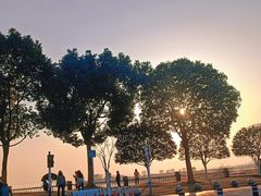 -合肥滨湖国家森林公园