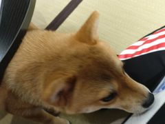 -逗柴咖啡屋·狗咖猫咖宠物桌游