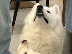 -安格丽娜·狗咖·猫咖羊驼咖(春熙路百盛商场店)