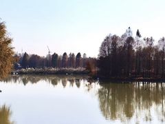 -上海海湾国家森林公园