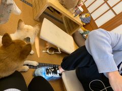 -豆柴町-柴犬主题狗咖(红鼎国际C座店)