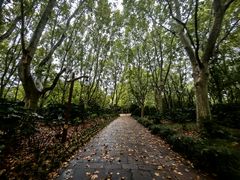 -上海共青森林公园