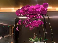 -桃花源中餐厅(金茂豪华精选酒店)
