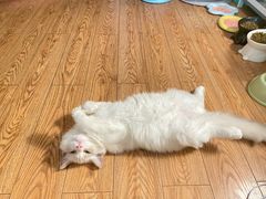 -伟伟宠物医院·CT影像中心·瑞派犬猫综合性门诊(汉口总院)