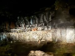 -清迈夜间动物园