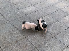 -西霞口神雕山野生动物世界