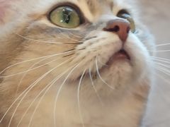 -浅草猫吧猫咖 购宠桌游 约会社交(红鼎国际名苑店)