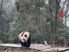 -中国大熊猫保护研究中心雅安碧峰峡基地