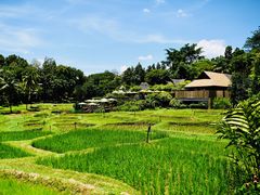 -四季酒店下午茶