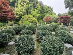-十八棵（老龙井）御茶园(老龙井店)