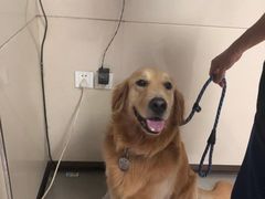 -康旭宠物医院(郑州总院)