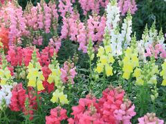 -春花秋色城市公园