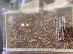 -三江源牌冬虫夏草(中山北路店)