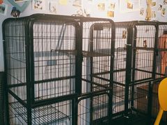 -喵屿·大理花园猫咖