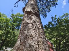 -北京上方山国家森林公园