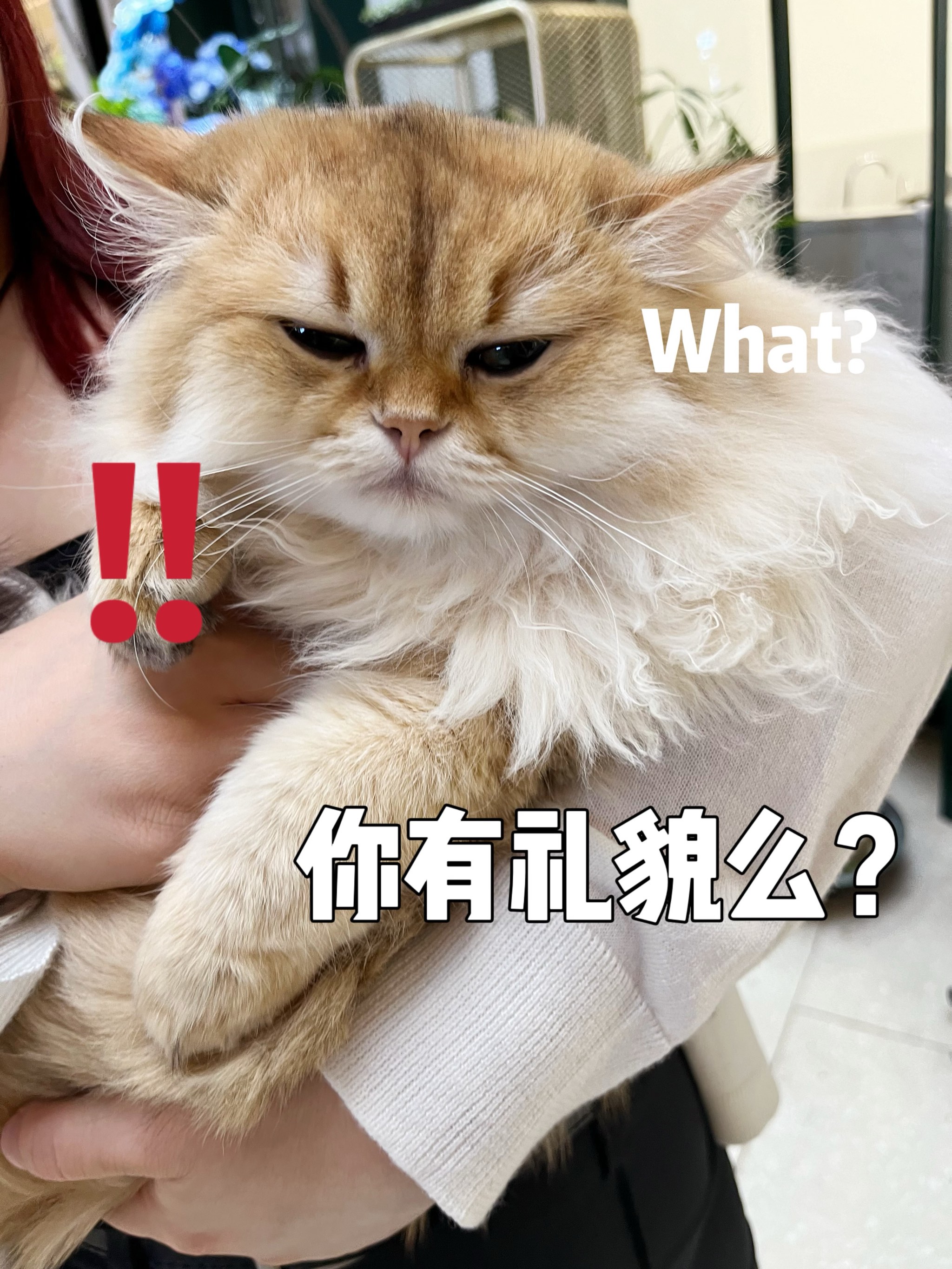 鳌拜猫多少钱一只图片