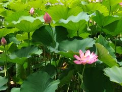 -莲花池公园