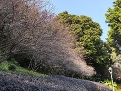 -金鸡山公园