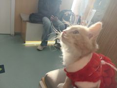 -瑞派·关忠动物医院·猫专科·犬专科(三环新城店)