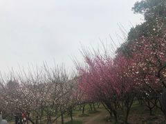 -香雪海