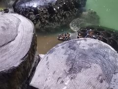 -重庆欢乐海底世界