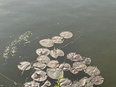 -文瀛公园