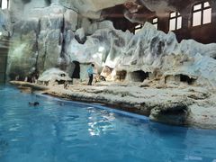 -帝企鹅自助餐厅•儿童岛•真企鹅(长隆企鹅酒店)