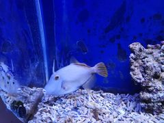 -沙沙哗啦海洋馆(华宇百花谷店)