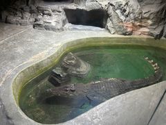 -上海大自然野生昆虫馆(东方明珠·爬宠昆虫探索中心)