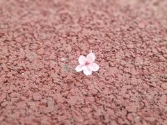 -高东镇樱花园