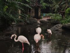 -广州动物园
