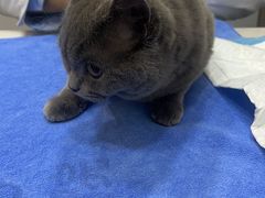 -pd派德宠物中心医院24H急重症·眼科中心·血液透析中心(嵩山北路店)