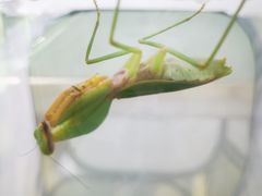 -上海昆虫博物馆