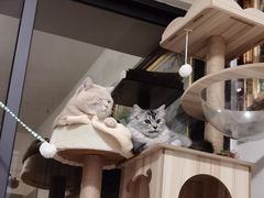 -瑞鹏宠物医院(大运分院)