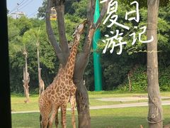 -广州长隆野生动物世界