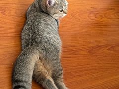 -瑞鹏宠物医院·骨科·猫科·内科(第一中心)
