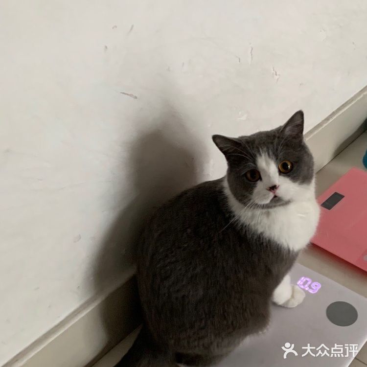 像这样？我家主子的高萌瞬间