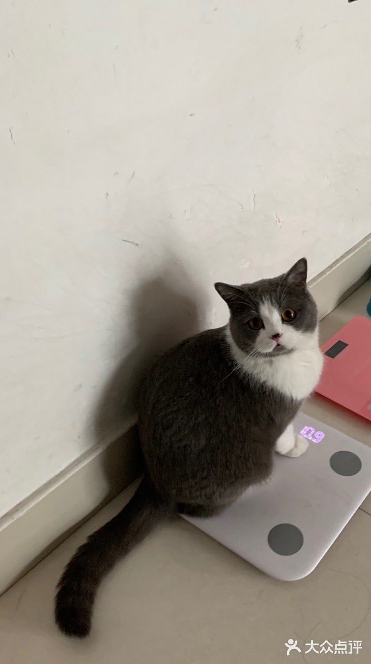 像这样？我家主子的高萌瞬间