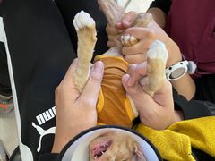 -宠爱国际动物医院·消化内科·心肾内科·ISFM猫友好(望京店)