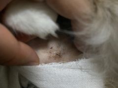 -芭比堂动物医院广州顽皮分院