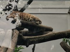-成都动物园