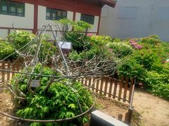 -曹州百花园