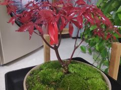 -秦美花卉(天朗·莱茵小城2期店)