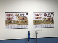-凯瑞希宠物医院·狂犬免疫·微创·皮肤科