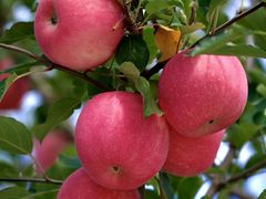 -白魁老号饭庄(安内店)